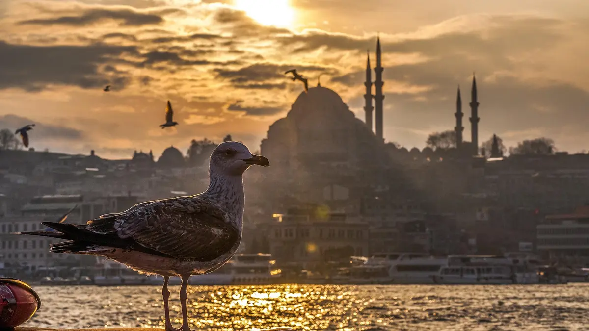 Gün batımında İstanbul'da cami silueti önünde bir martı